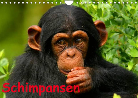 Schimpansen (Wandkalender 2022 DIN A4 quer)