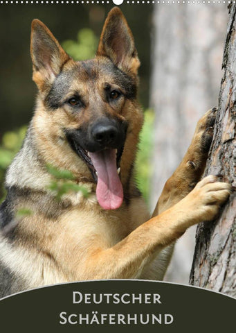 Deutscher Schäferhund (Wandkalender 2022 DIN A2 hoch)