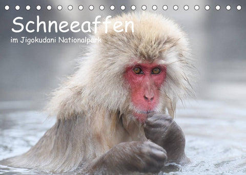 Schneeaffen im Jigokudani Nationalpark (Tischkalender 2022 DIN A5 quer)