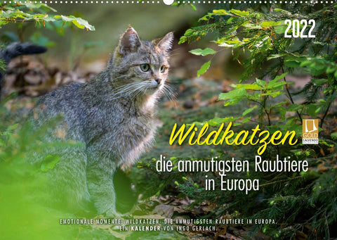 Wildkatzen - die anmutigsten Raubiere in Europa. (Wandkalender 2022 DIN A2 quer)