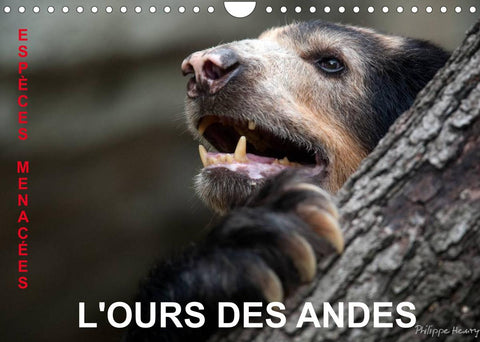 L'OURS DES ANDES. Espèces Menacées (Calendrier mural 2022 DIN A4 horizontal)