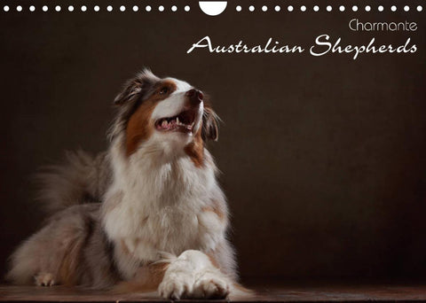 Charmante Australian Shepherds (Wandkalender 2022 DIN A4 quer)