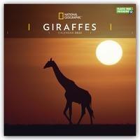 National Geographic Giraffes – Giraffen 2022