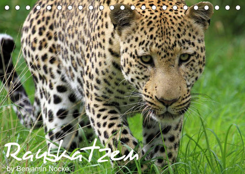 Raubkatzen (Tischkalender 2022 DIN A5 quer)