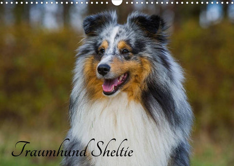 Traumhund Sheltie (Wandkalender 2022 DIN A3 quer)