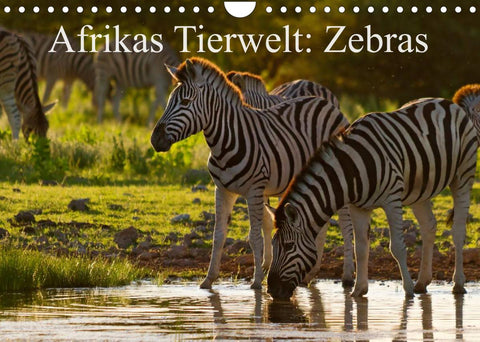 Afrikas Tierwelt: Zebras (Wandkalender 2022 DIN A4 quer)