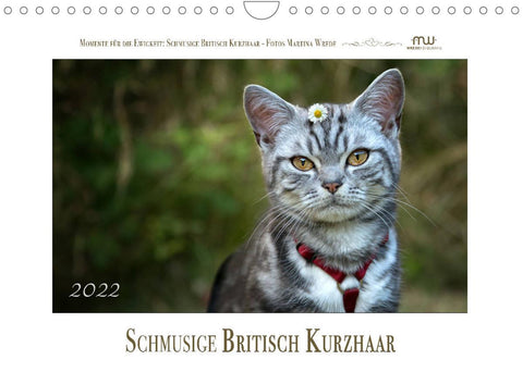 Schmusige Britisch Kurzhaar (Wandkalender 2022 DIN A4 quer)