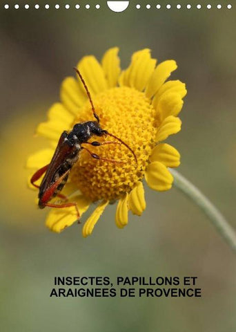 Insectes, papillons et araignées de Provence (Calendrier mural 2022 DIN A4 vertical)