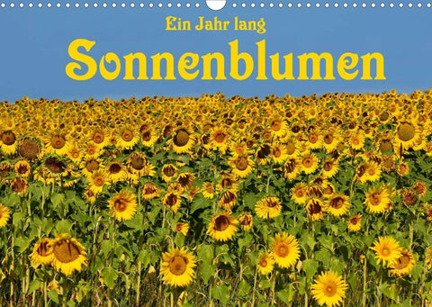 Ein Jahr lang Sonnenblumen (Wandkalender 2022 DIN A3 quer)