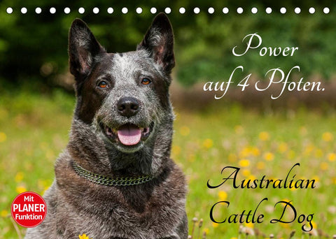 Power auf 4 Pfoten. Australian Cattle Dog (Tischkalender 2022 DIN A5 quer)