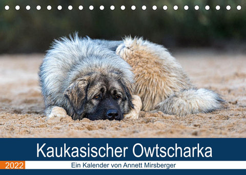 Kaukasischer Owtscharka (Tischkalender 2022 DIN A5 quer)
